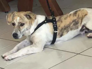 Cachorro raça SRD  idade 4 anos nome Sem nome