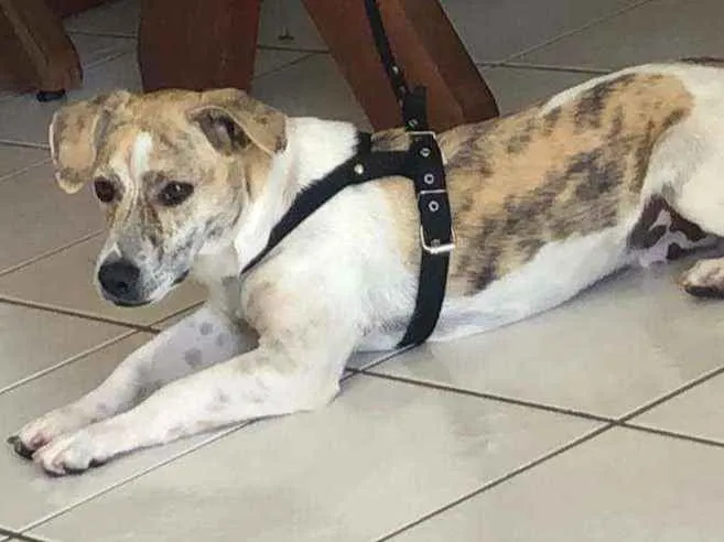 Cachorro ra a SRD  idade 4 anos nome Sem nome