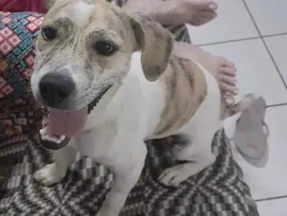 Cachorro ra a SRD  idade 4 anos nome Sem nome