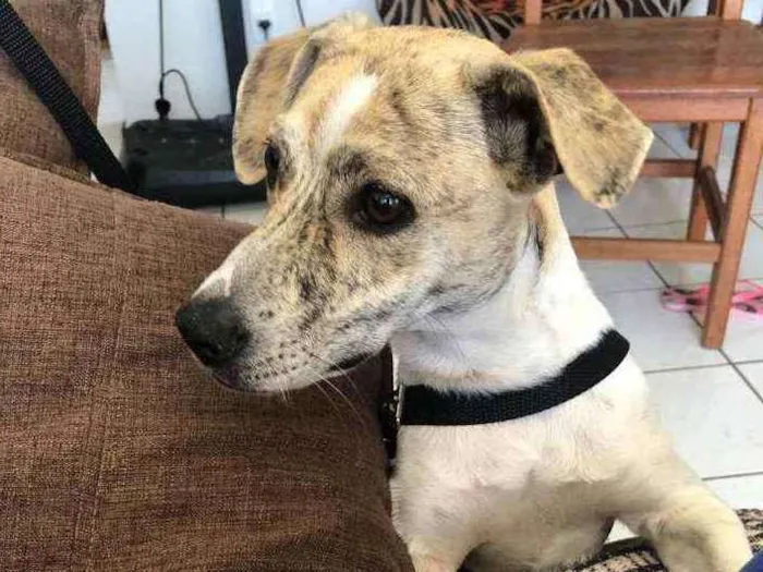 Cachorro ra a SRD  idade 4 anos nome Sem nome