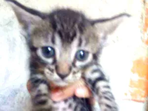 Gato raça Gatos idade Abaixo de 2 meses nome Filhotes para doação