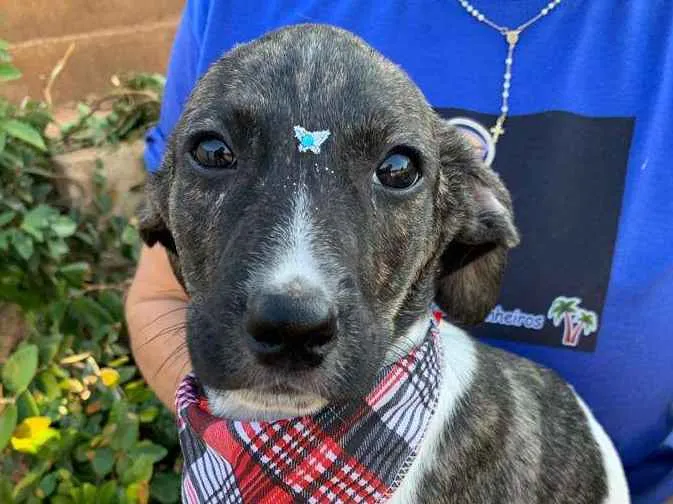Cachorro ra a SRD-ViraLata idade 2 a 6 meses nome BYLY