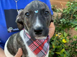 Cachorro raça SRD-ViraLata idade 2 a 6 meses nome BYLY