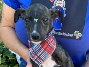 Cachorro raça SRD-ViraLata idade 2 a 6 meses nome FOFY