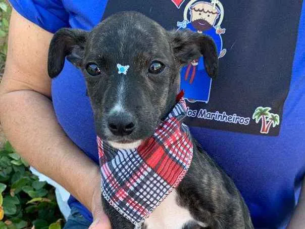 Cachorro ra a SRD-ViraLata idade 2 a 6 meses nome FOFY