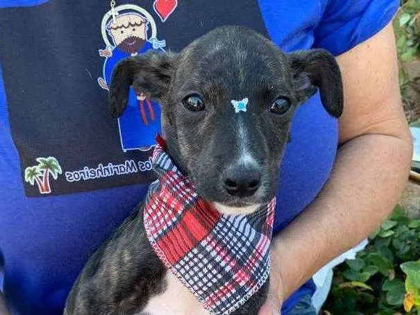 Cachorro ra a SRD-ViraLata idade 2 a 6 meses nome FOFY