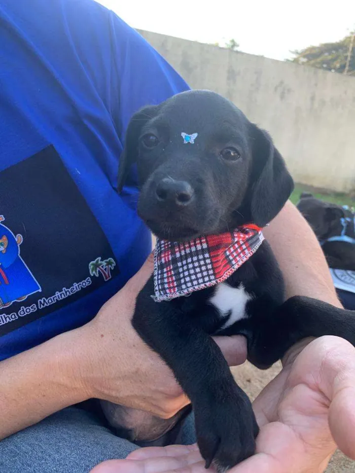 Cachorro ra a SRD-ViraLata idade 2 a 6 meses nome PONTINHO