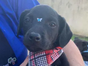 Cachorro raça SRD-ViraLata idade 2 a 6 meses nome PONTINHO