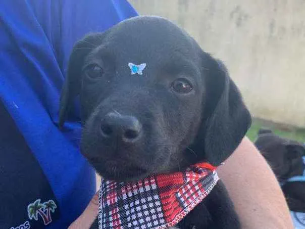 Cachorro ra a SRD-ViraLata idade 2 a 6 meses nome PONTINHO