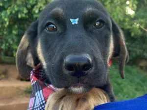 Cachorro raça SRD-ViraLata idade 2 a 6 meses nome BULL