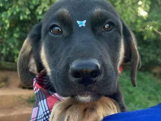 Cachorro ra a SRD-ViraLata idade 2 a 6 meses nome BULL