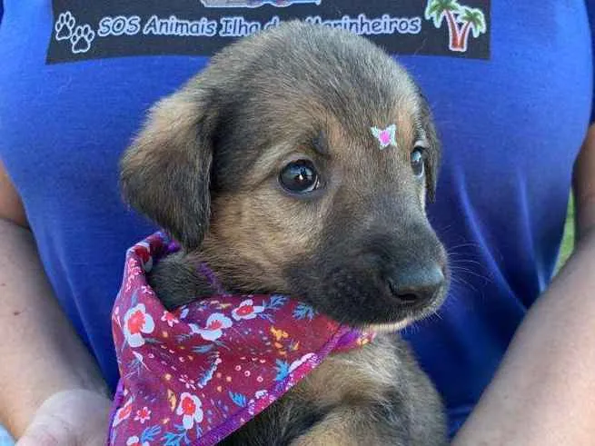 Cachorro ra a SRD-ViraLata idade 2 a 6 meses nome Lindinha BABY