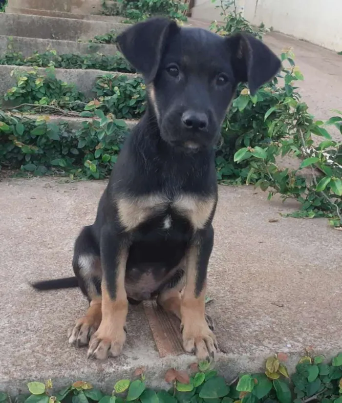 Cachorro ra a SRD-ViraLata idade 2 a 6 meses nome BEBEZAO