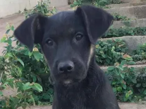 Cachorro raça SRD-ViraLata idade 2 a 6 meses nome BEBEZAO