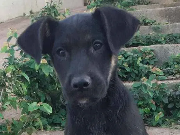 Cachorro ra a SRD-ViraLata idade 2 a 6 meses nome BEBEZAO