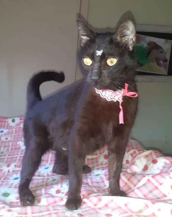 Gato ra a SRD-ViraLata idade 2 a 6 meses nome CATY