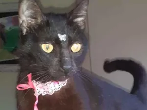 Gato raça SRD-ViraLata idade 2 a 6 meses nome CATY