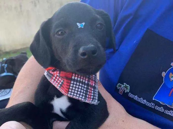 Cachorro ra a SRD-ViraLata idade 2 a 6 meses nome PONTINHO