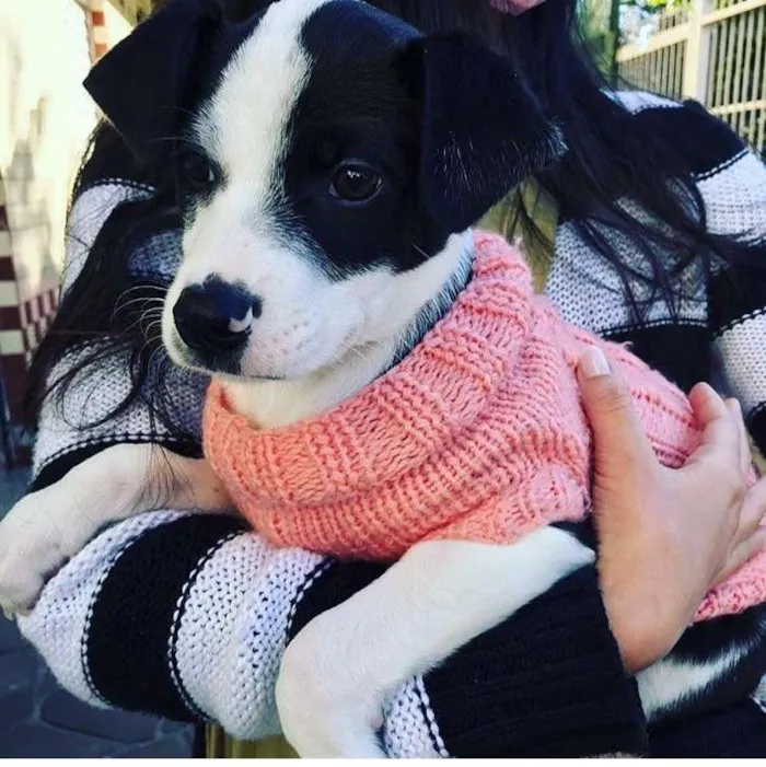Cachorro ra a SRD-ViraLata idade 2 a 6 meses nome LINDO