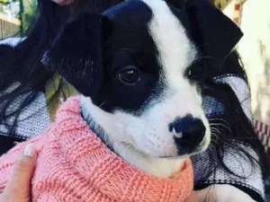 Cachorro raça SRD-ViraLata idade 2 a 6 meses nome LINDO