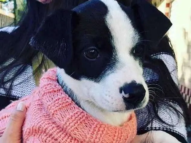 Cachorro ra a SRD-ViraLata idade 2 a 6 meses nome LINDO