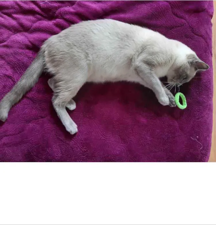 Gato ra a Siamês idade 7 a 11 meses nome Woody