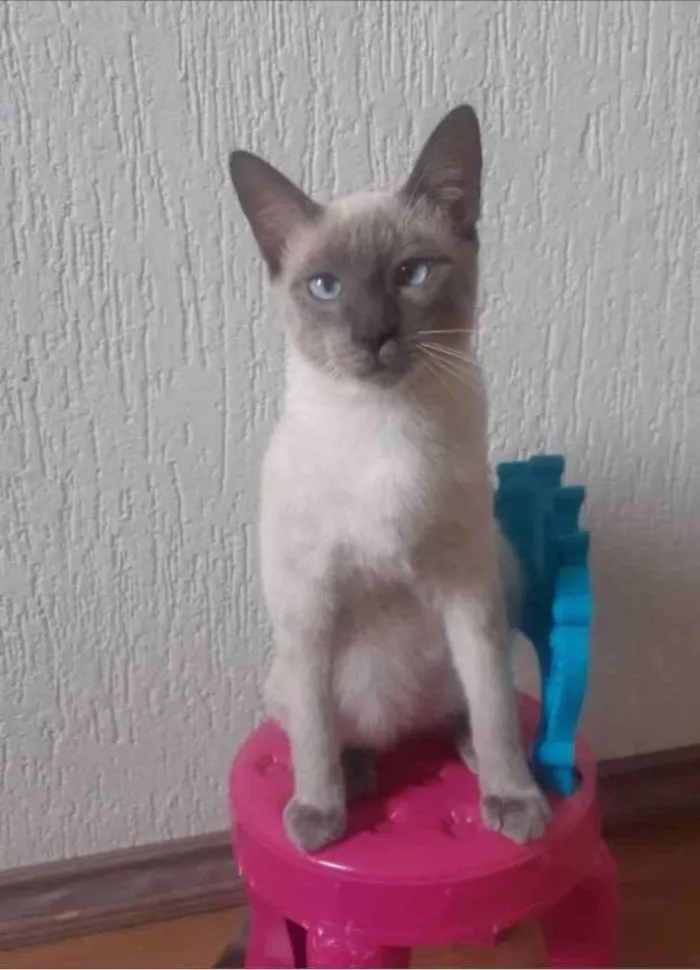 Gato ra a Siamês idade 7 a 11 meses nome Woody