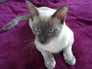Gato raça Siamês idade 7 a 11 meses nome Woody