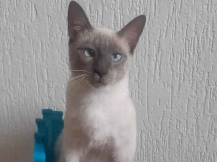 Gato ra a Siamês idade 7 a 11 meses nome Woody