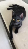 Kiko