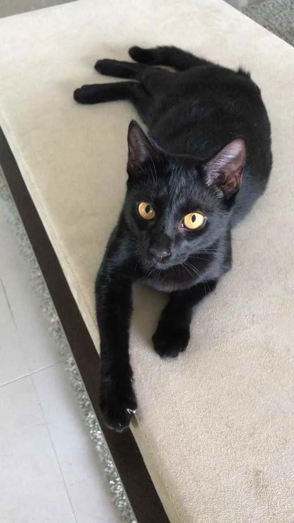 Gato ra a X idade 2 a 6 meses nome Kiko