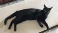 Kiko