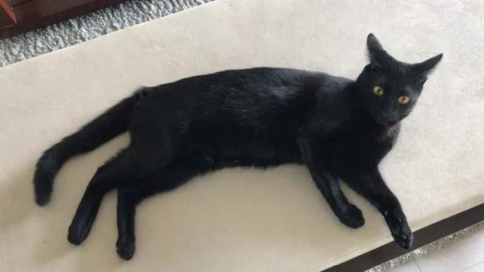 Gato ra a X idade 2 a 6 meses nome Kiko
