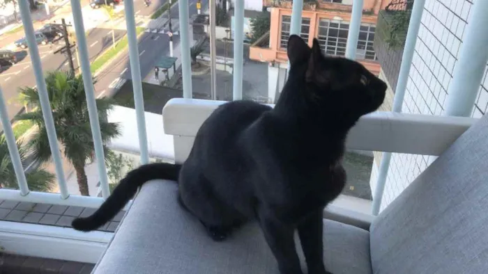 Gato ra a X idade 2 a 6 meses nome Kiko
