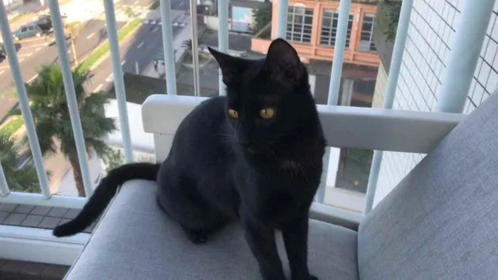 Gato ra a X idade 2 a 6 meses nome Kiko