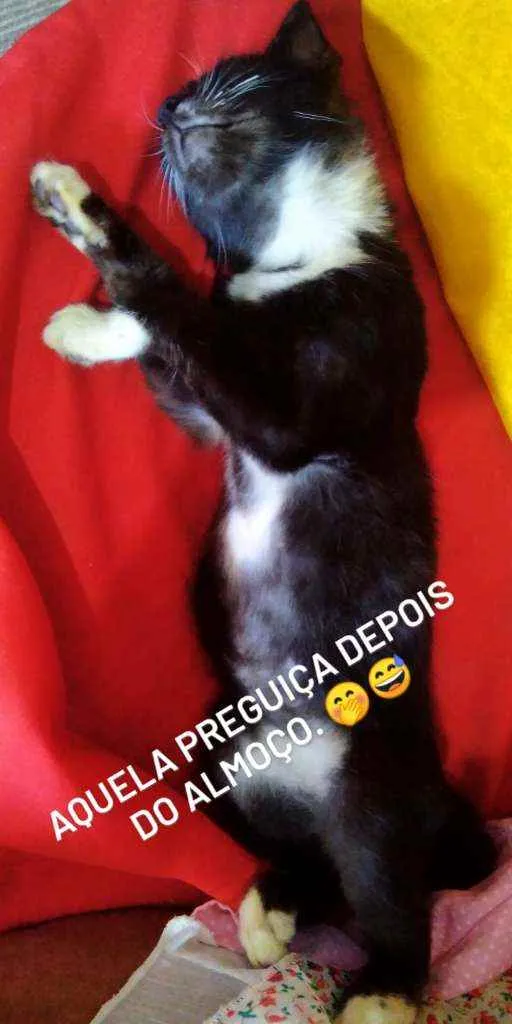 Gato ra a Desconhecida idade 2 a 6 meses nome Mário