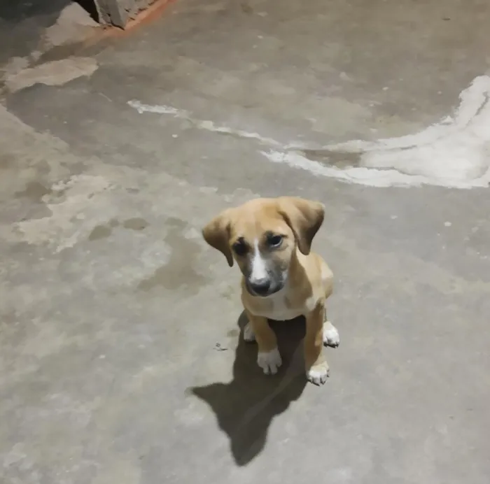 Cachorro ra a Vira lata idade 2 a 6 meses nome Ainda não tem
