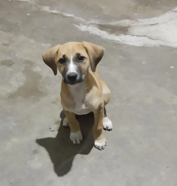 Cachorro ra a Vira lata idade 2 a 6 meses nome Ainda não tem