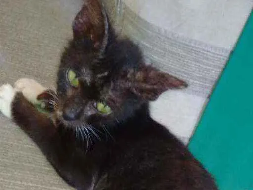 Gato ra a Desconhecida idade 2 a 6 meses nome Mário