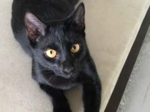 Gato raça X idade 2 a 6 meses nome Kiko