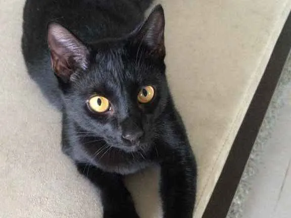 Gato ra a X idade 2 a 6 meses nome Kiko