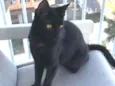 Kiko