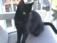 Kiko