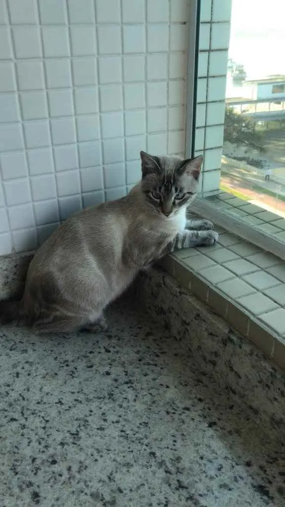 Gato ra a X idade 2 a 6 meses nome Jef