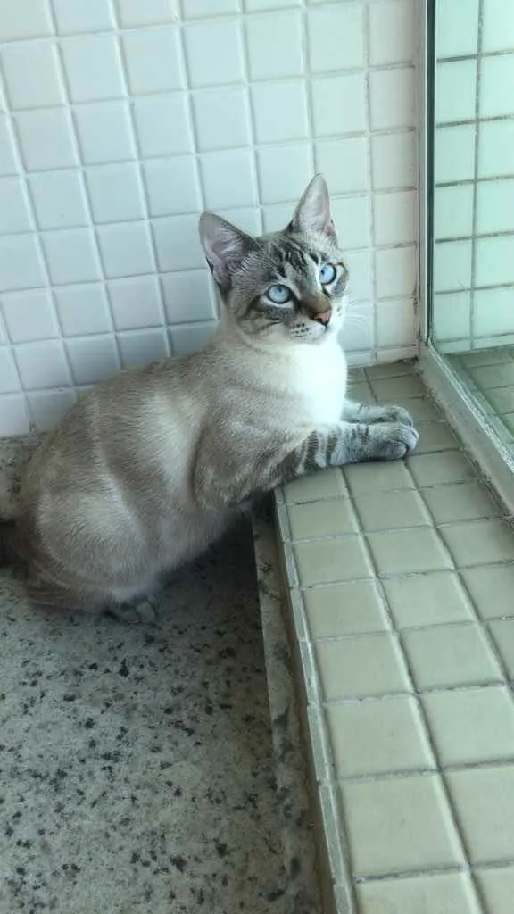 Gato ra a X idade 2 a 6 meses nome Jef