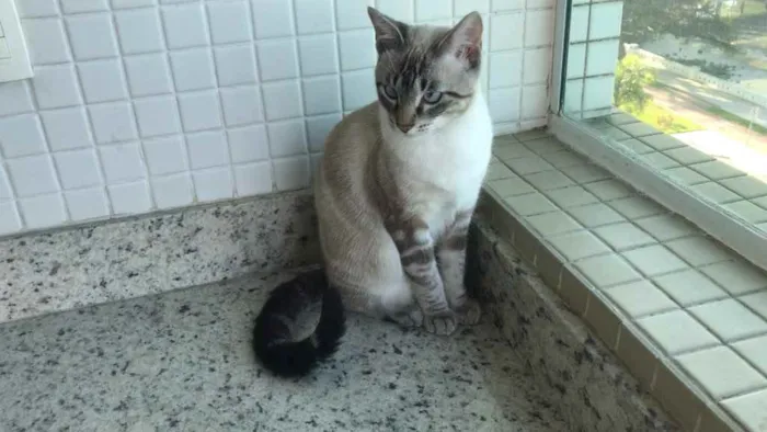 Gato ra a X idade 2 a 6 meses nome Jef