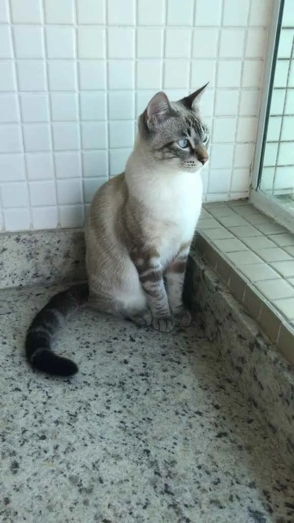 Gato ra a X idade 2 a 6 meses nome Jef