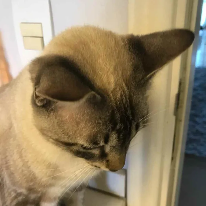 Gato ra a X idade 2 a 6 meses nome Jef