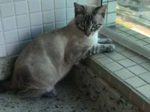 Gato raça X idade 2 a 6 meses nome Jef