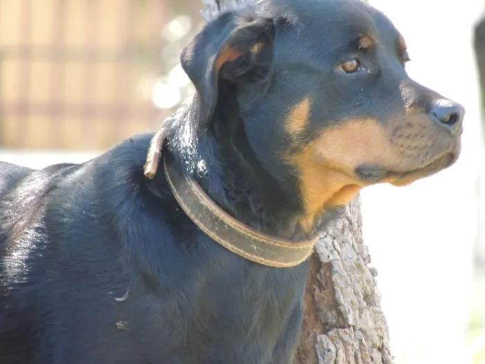 Cachorro ra a Rottweiler idade 6 ou mais anos nome Lucky